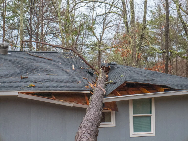 roof damage from fallen tree