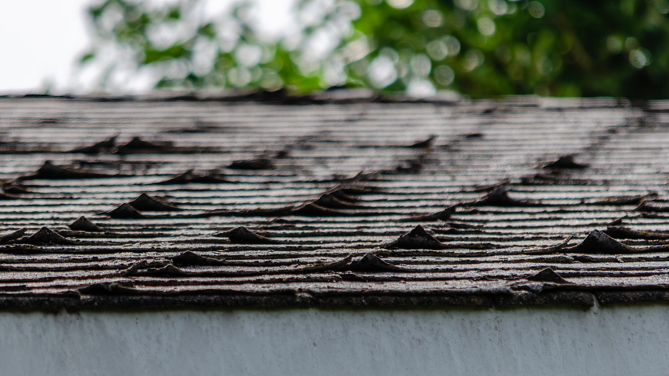 curling shingles-close up of curling roof shingles on a house with a tree in the background