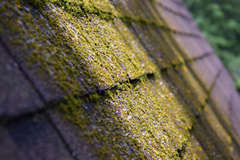 moss on roof-close up image of moss growing on shingles with a direct beam of sunlight hitting a large patch