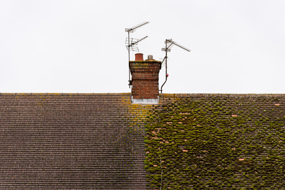 moss on roof-half of a roof covered in moss (right) and the other half with moss removed (left)